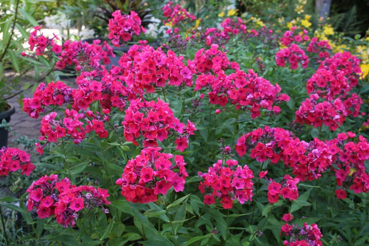 Fewo - Wohlfuehlambiente & Gartenparadies Modautal エクステリア 写真